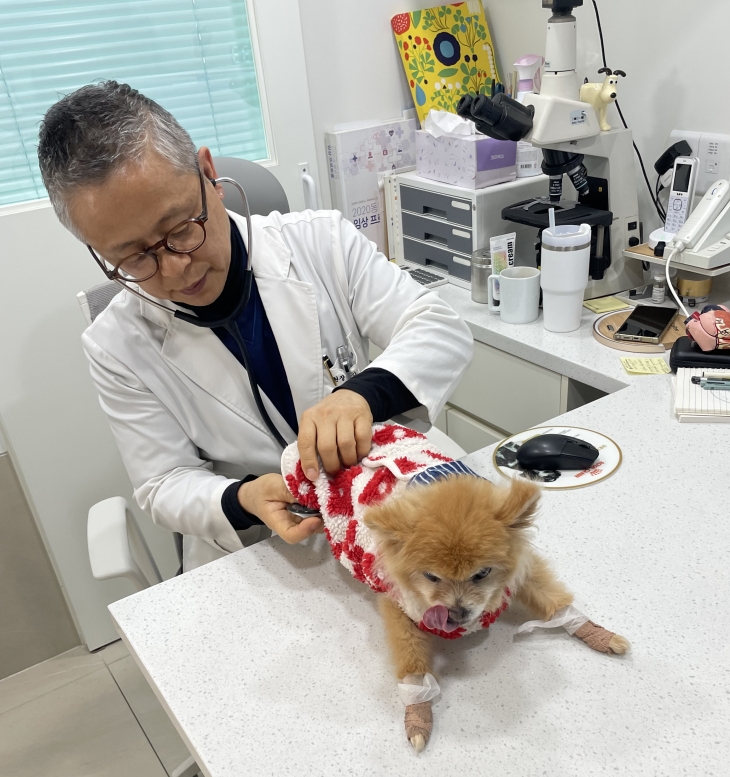 서울 영등포구의 ‘우리동네 동물병원’에서 수의사가 반려동물을 진료하고 있다. 영등포구 제공