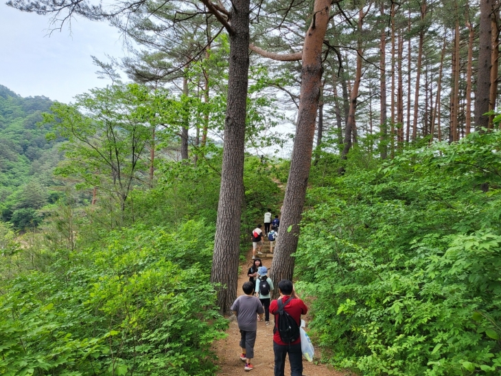 금강소나무 최대 군락지인 울진 금강소나무숲길 제4구간(대왕소나무길)을 탐방객들이 걷고 있다. 산림청 제공