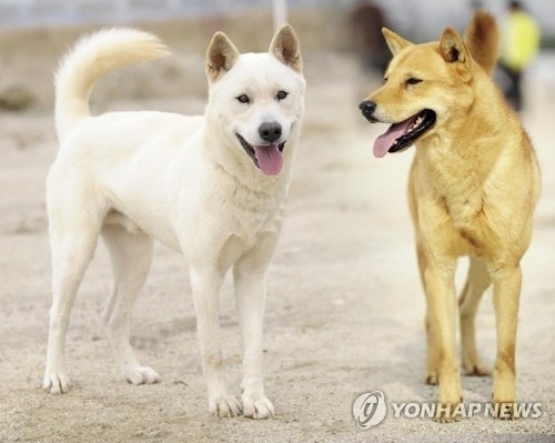 진돗개 황구와 백구. 연합뉴스