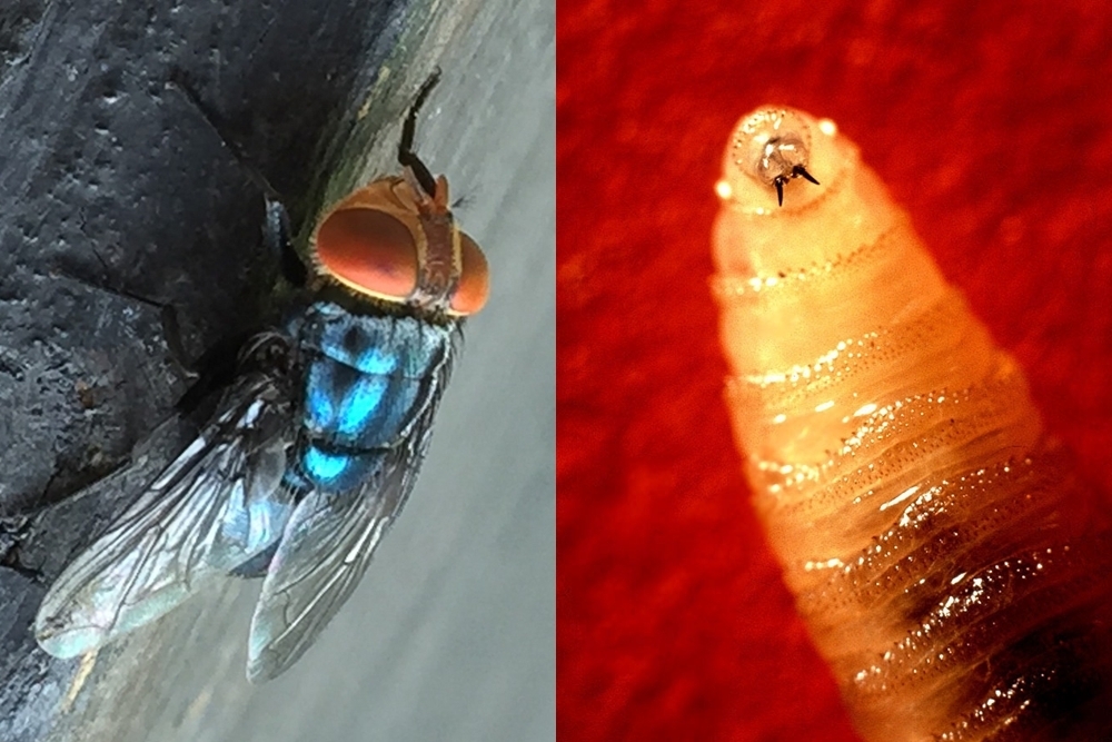 살아있는 동물의 살을 파먹는 기생파리 ‘코클리오미아 호미니보락스’(Cochliomyia hominivorax)와 그 유충. 일명 ‘신대륙 나사벌레’라고도 불린다. 텍사스 A&amp;M대학·위키피디아