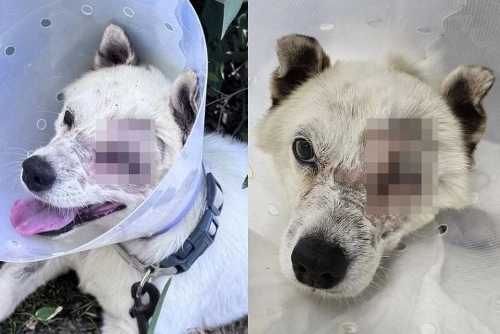 지난달 8일 경남 거제시의 한 주택에서 해병대원 2명을 포함한 20대 남성 3명이 반려견 네마리를 향해 비비탄을 난사하는 사건이 발생했다. 비비탄에 맞은 반려견 중 ‘솜솜이’가 숨을 거뒀고, 눈을 크게 다친 ‘매화’는 안구 적출 수술을 받았다. 자료 : 비글구조네트워크