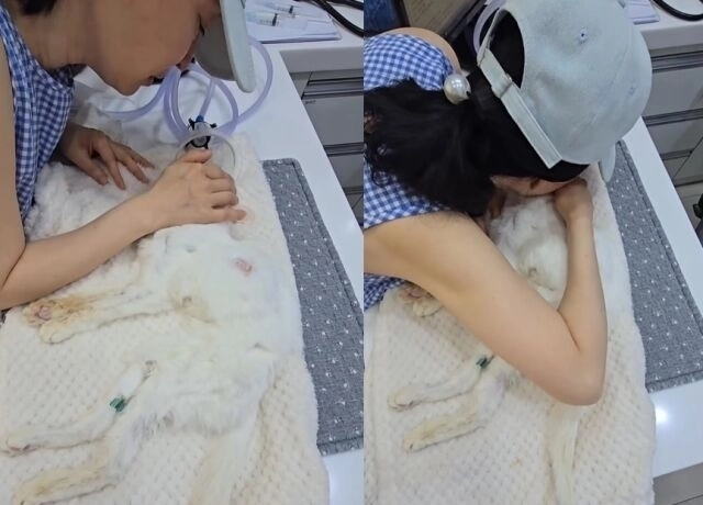배우 김정난이 반려묘를 떠나보냈다는 소식을 전해 안타까움을 자아냈다. 김정난 인스타그램 캡처 배우 김정난이 반려묘를 떠나보냈다는 소식을 전해 안타까움을 자아냈다. 김정난 인스타그램 캡처